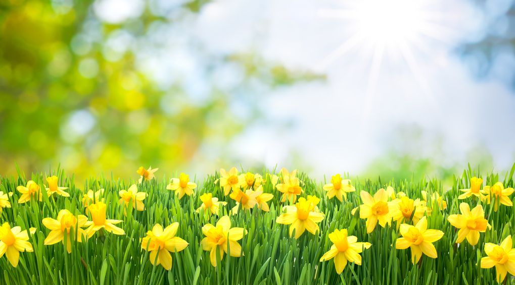 Våren är här